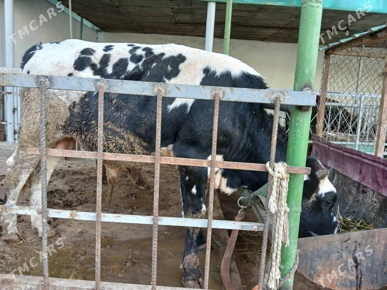 okuz - Ялкым - img 2