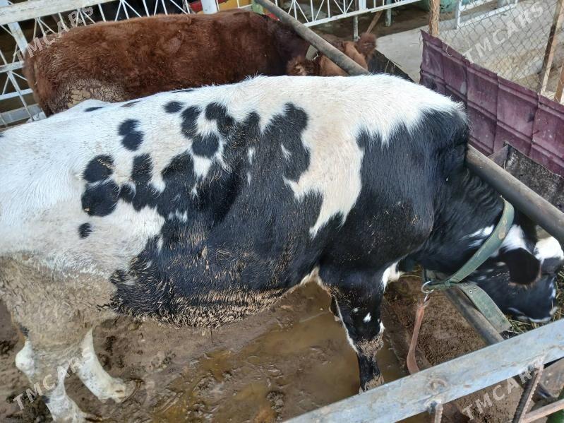 okuz - Ялкым - img 4