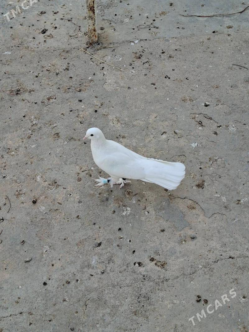 Kepderi - Мары - img 1