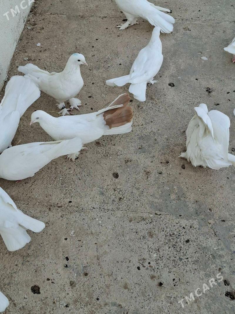 Kepderi - Мары - img 6