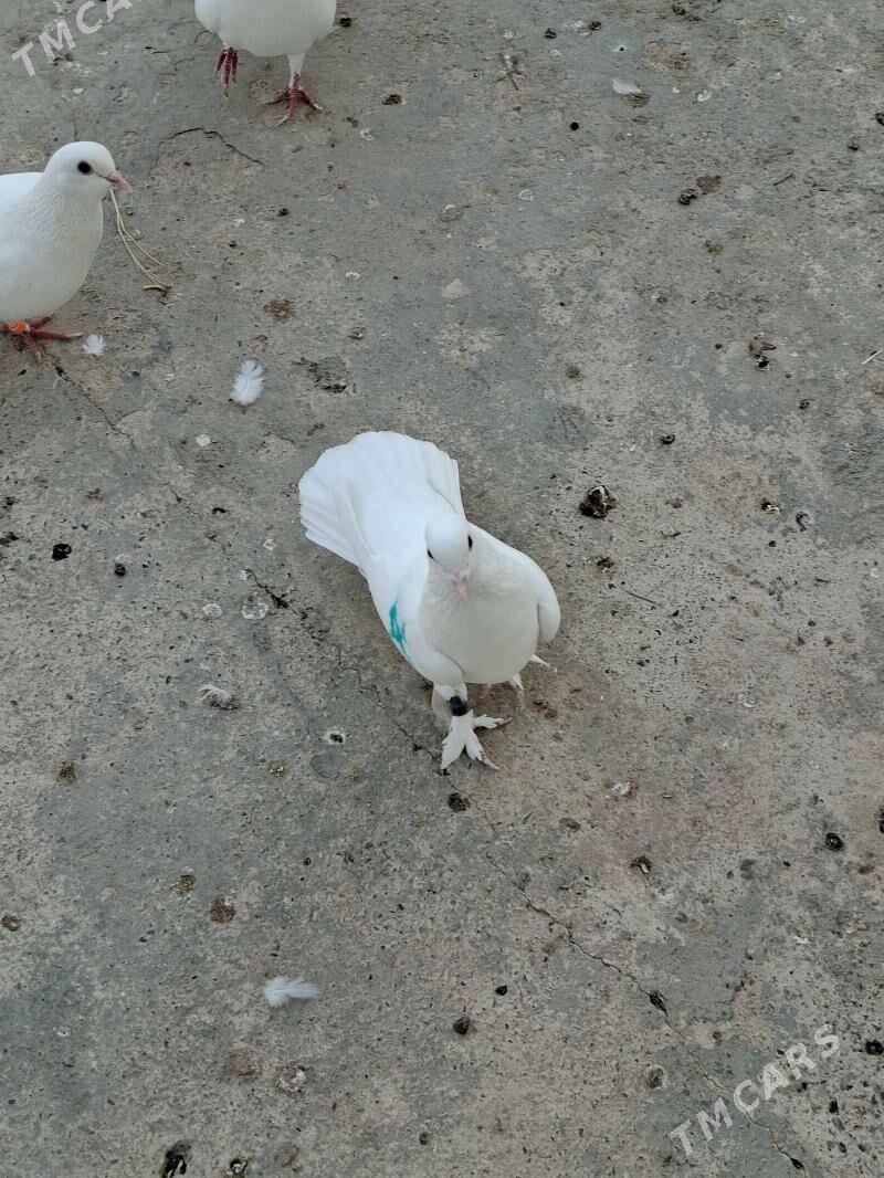 Kepderi - Мары - img 7