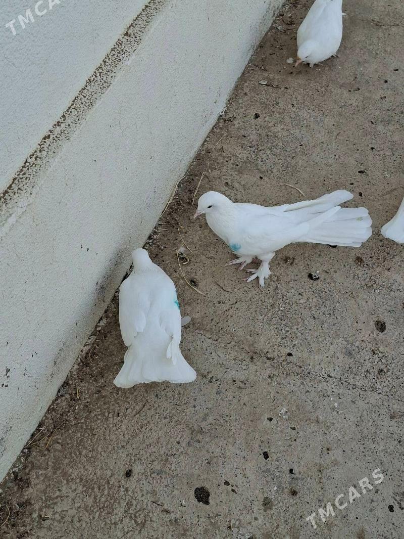 Kepderi - Мары - img 3