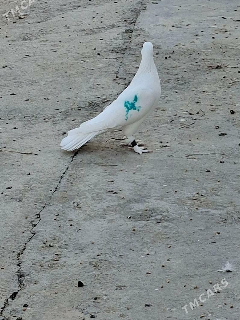 Kepderi - Мары - img 8