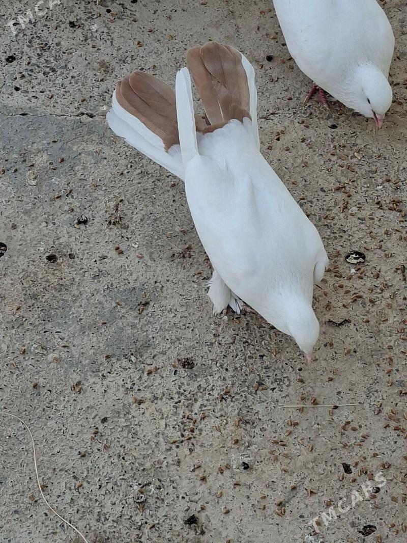 Kepderi - Мары - img 4