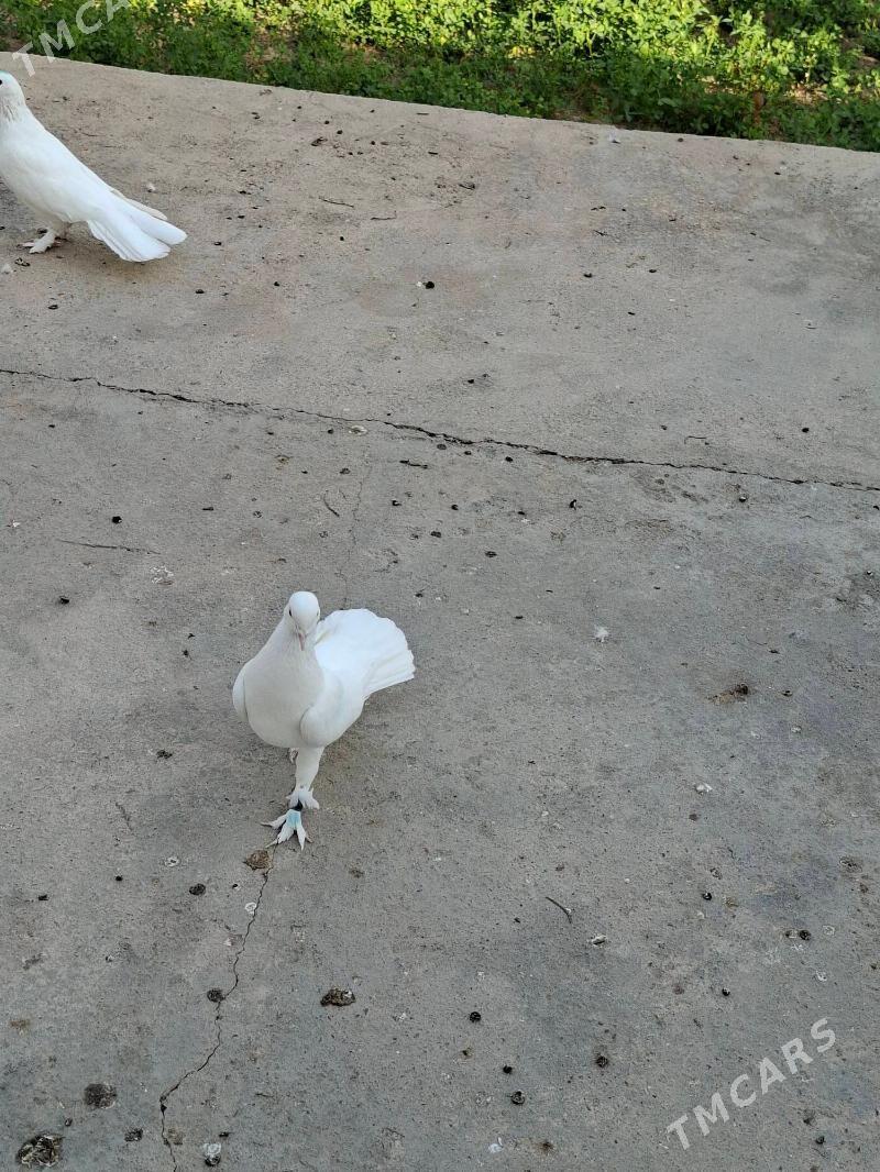 Kepderi - Мары - img 2