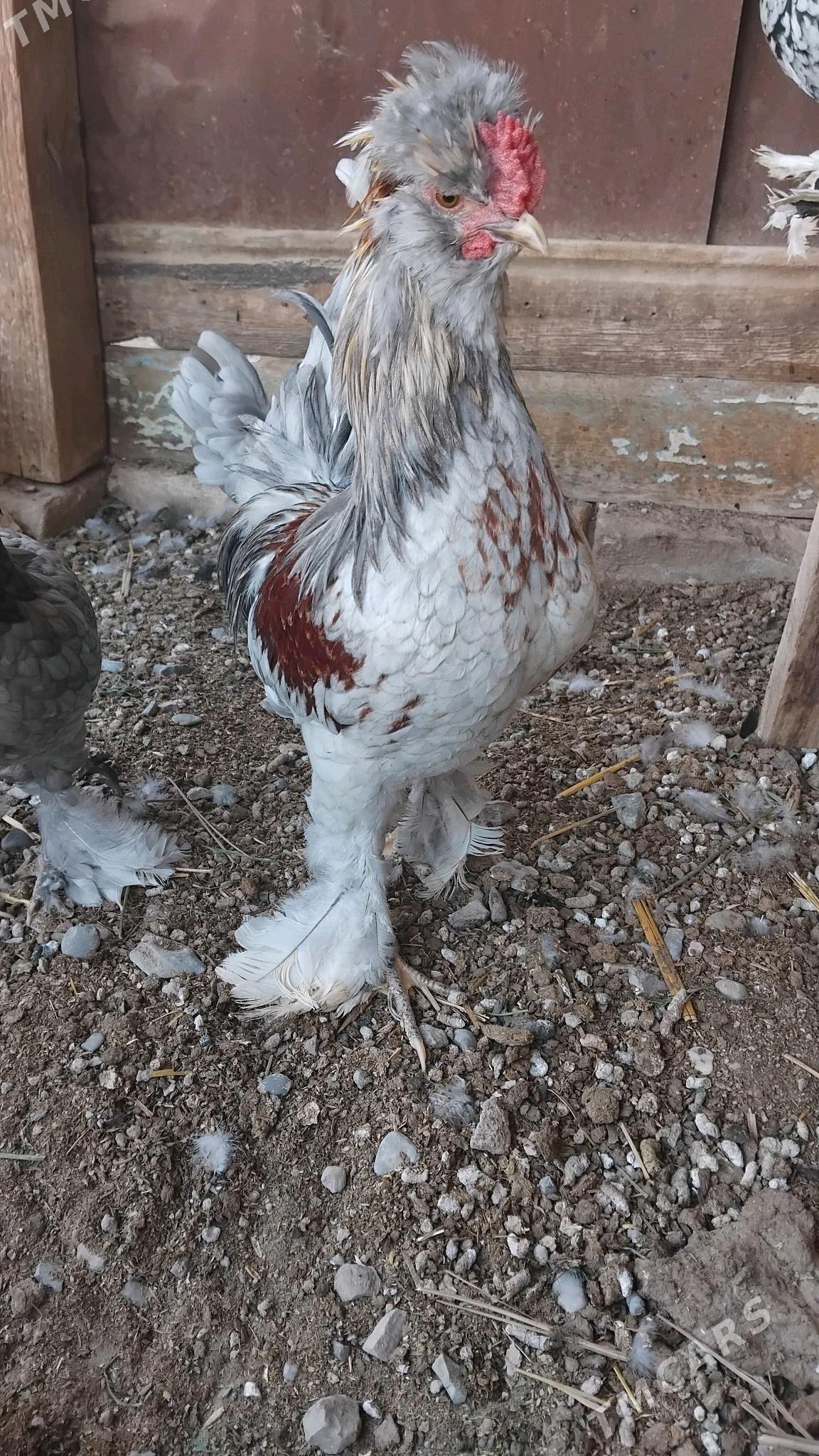 Karlik horaz - Çärjew - img 2