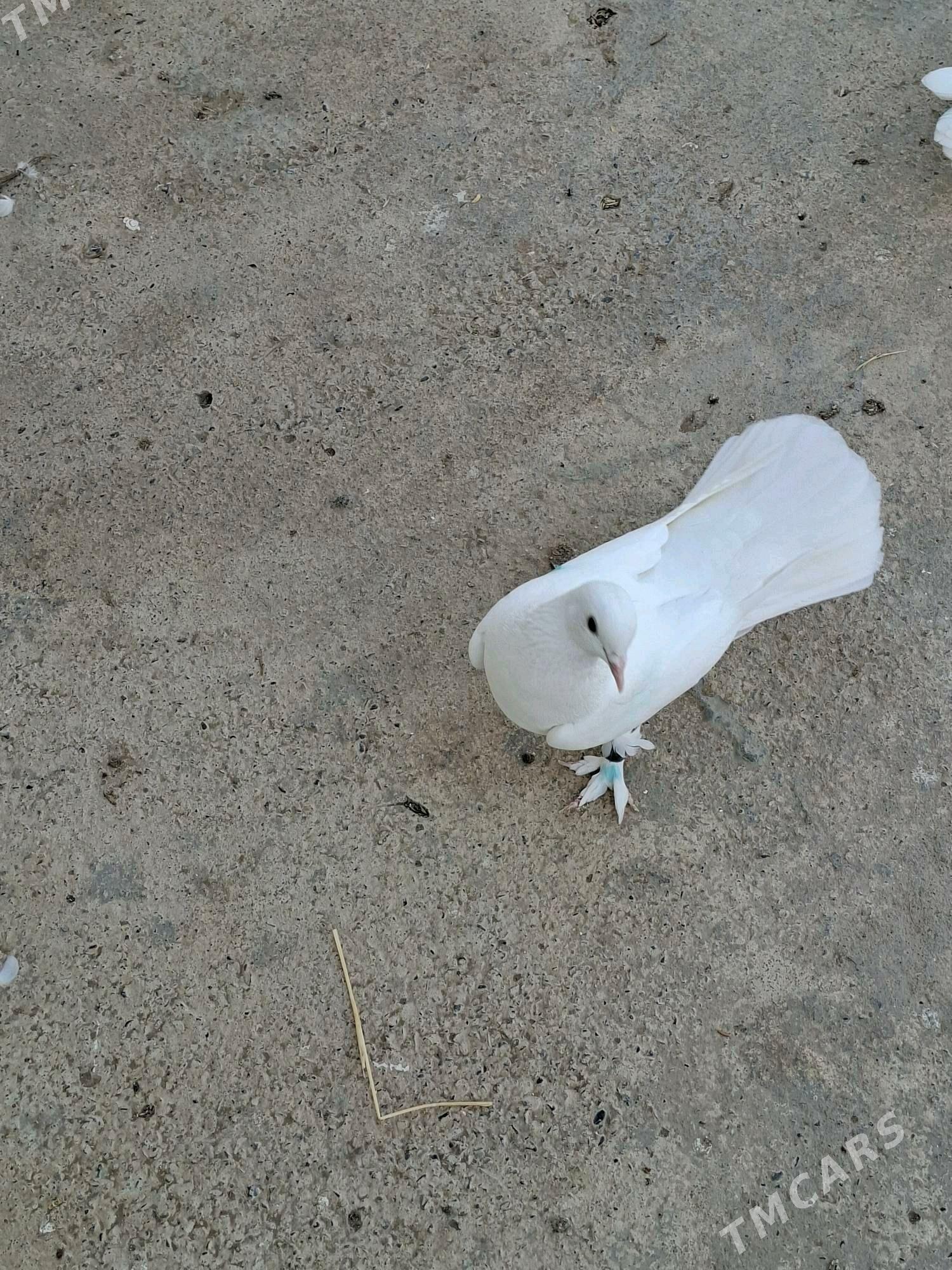 Kepderi - Мары - img 9