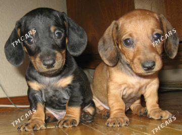 собака - Дашогуз - img 3