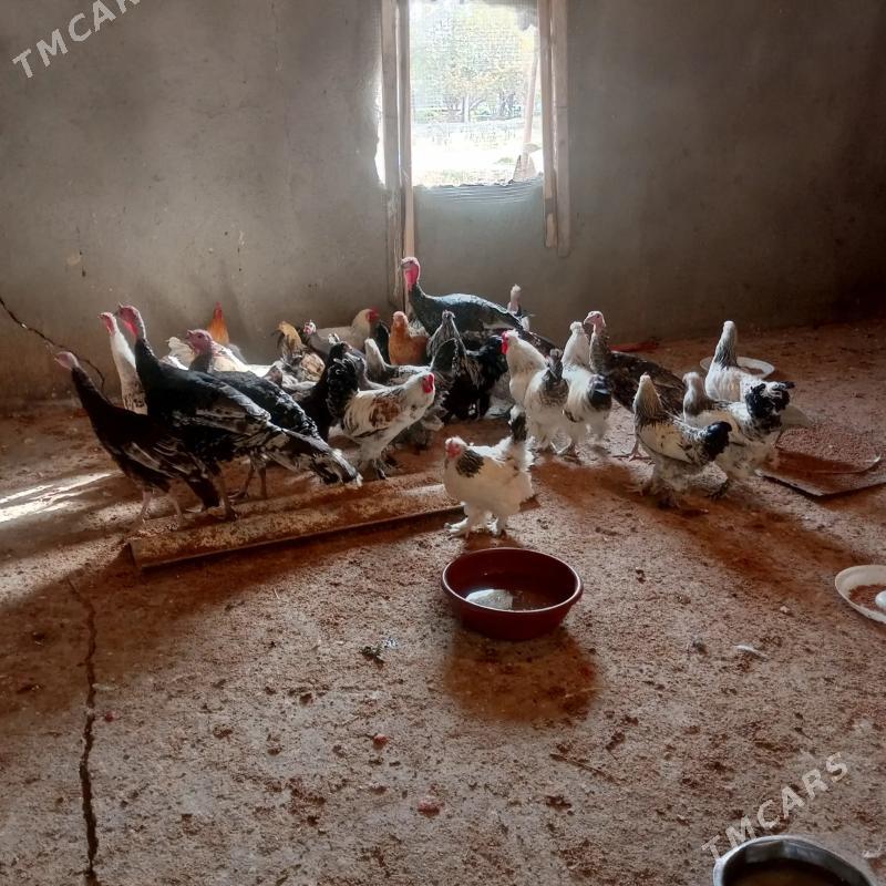 towuk ordek - Gökdepe - img 2