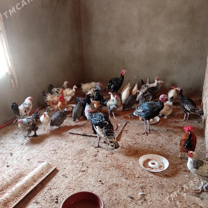 towuk ordek - Gökdepe - img 4