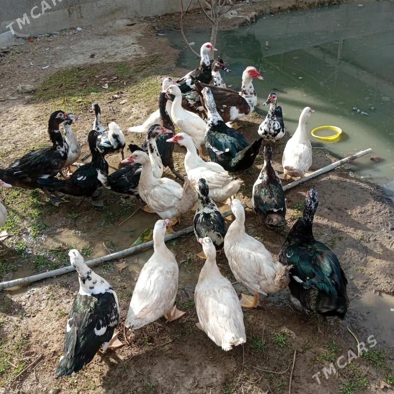 towuk ordek - Gökdepe - img 5