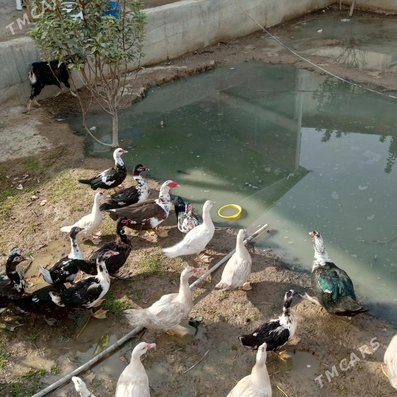 towuk ordek - Gökdepe - img 3