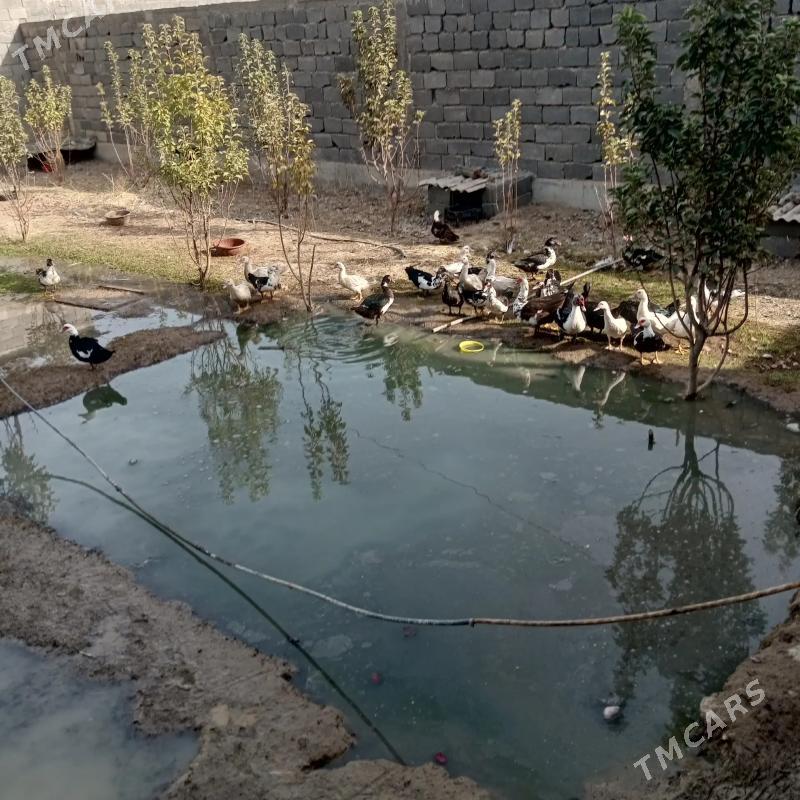 towuk ordek - Gökdepe - img 6