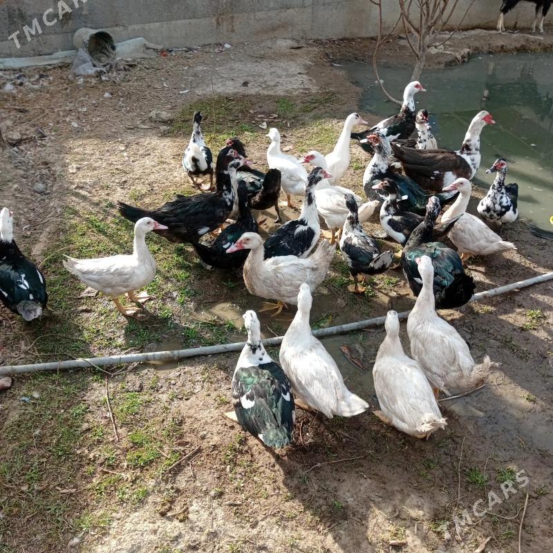 towuk ordek - Gökdepe - img 7