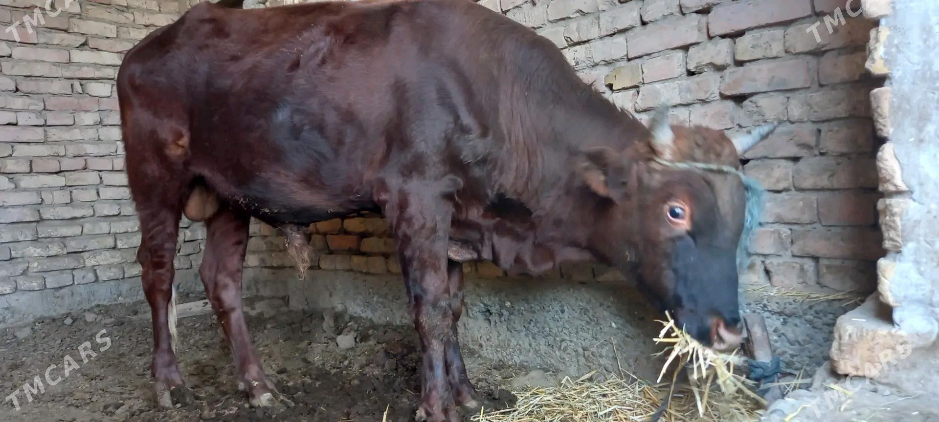 öküz - Туркменабат - img 3