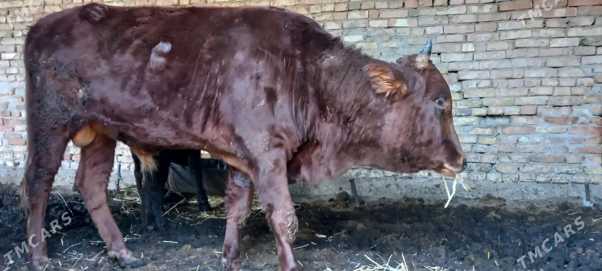 öküz - Туркменабат - img 2