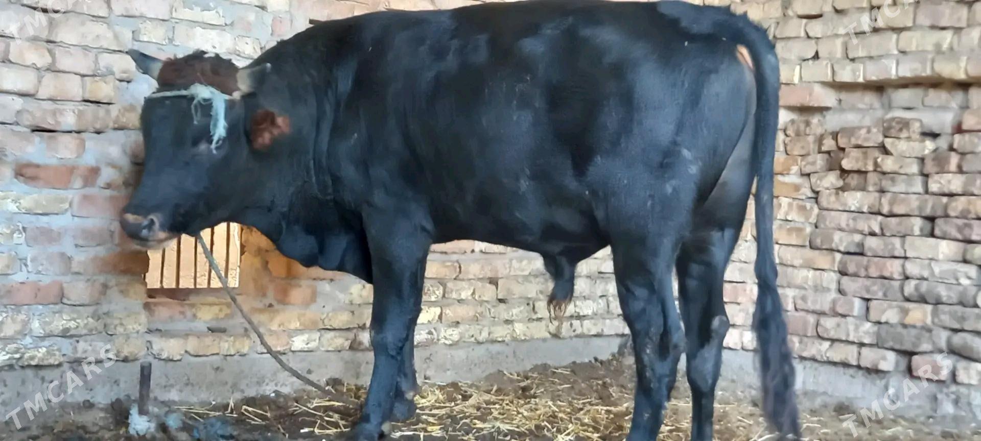 öküz - Туркменабат - img 1