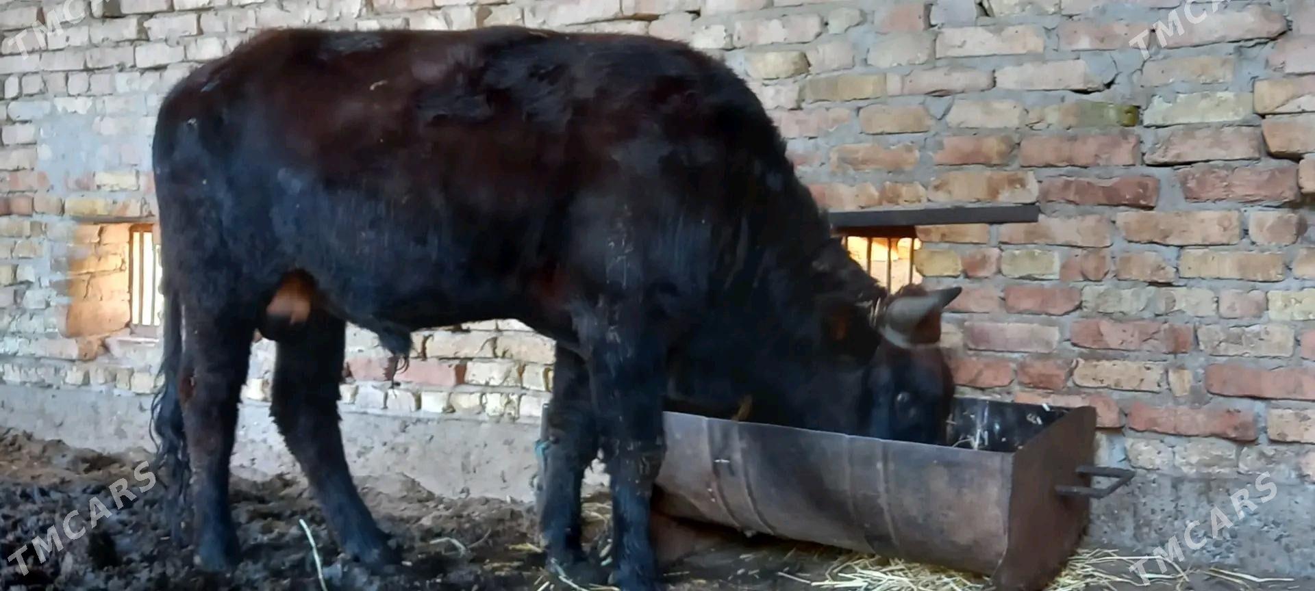 öküz - Туркменабат - img 4