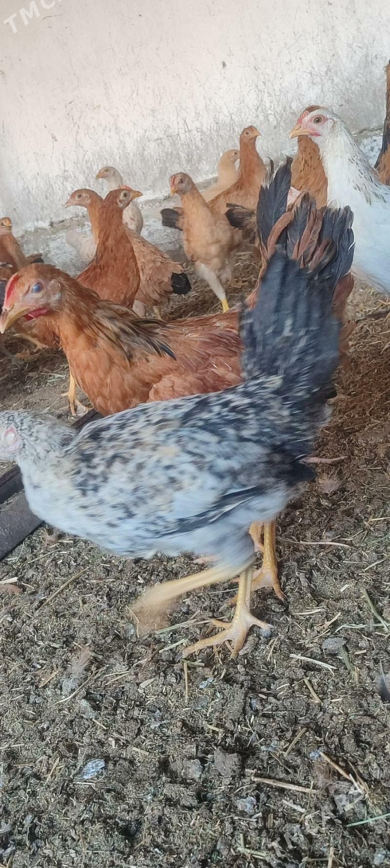 juýje - Bäherden - img 3