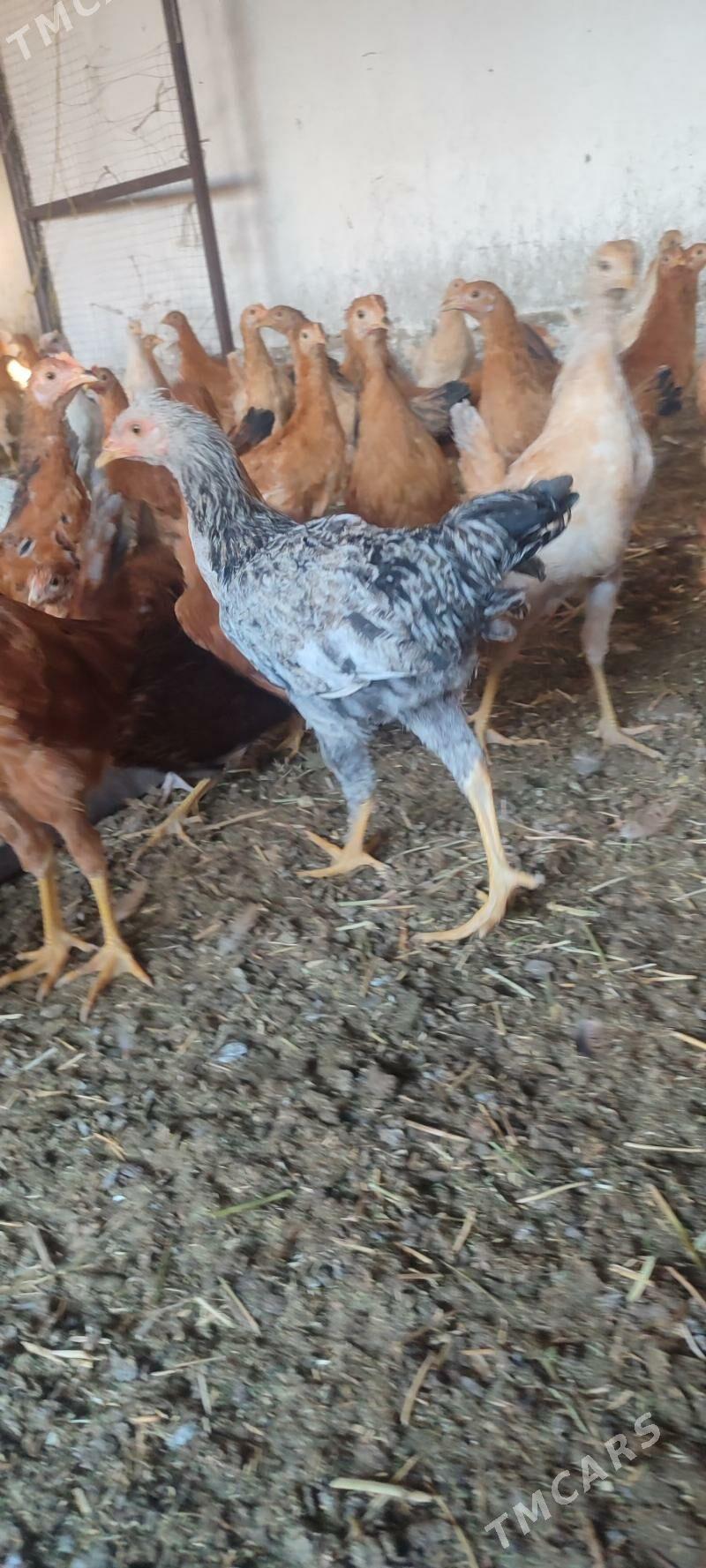 juýje - Bäherden - img 1