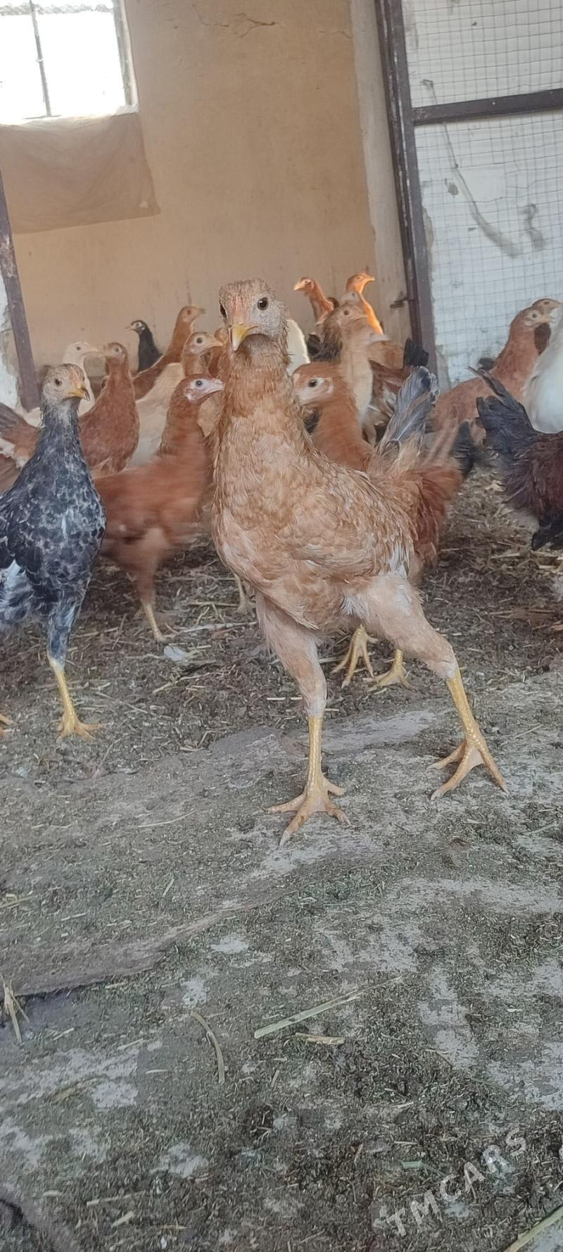 juýje - Bäherden - img 4