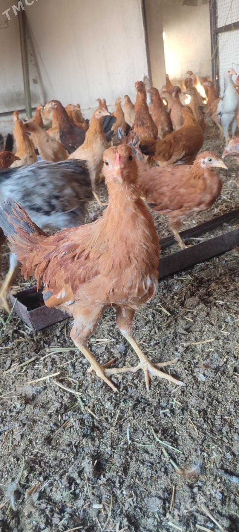 juýje - Bäherden - img 5