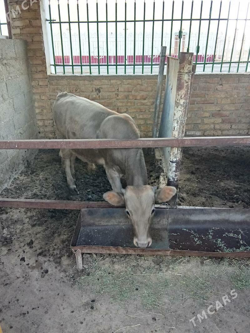 Öküz - Jebel - img 2