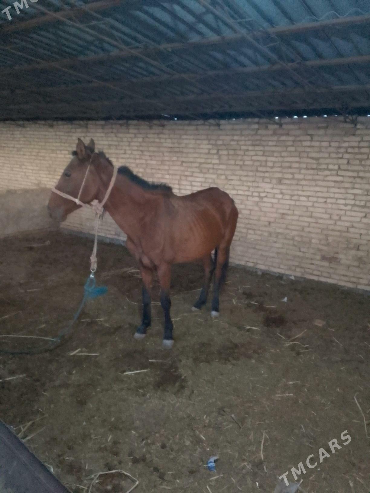 ат - Туркменабат - img 1