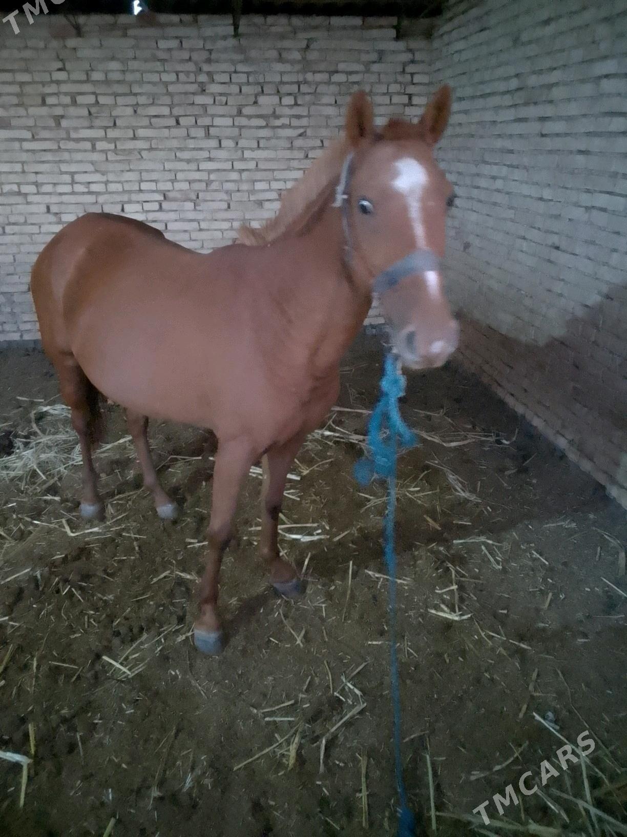 ат - Туркменабат - img 2