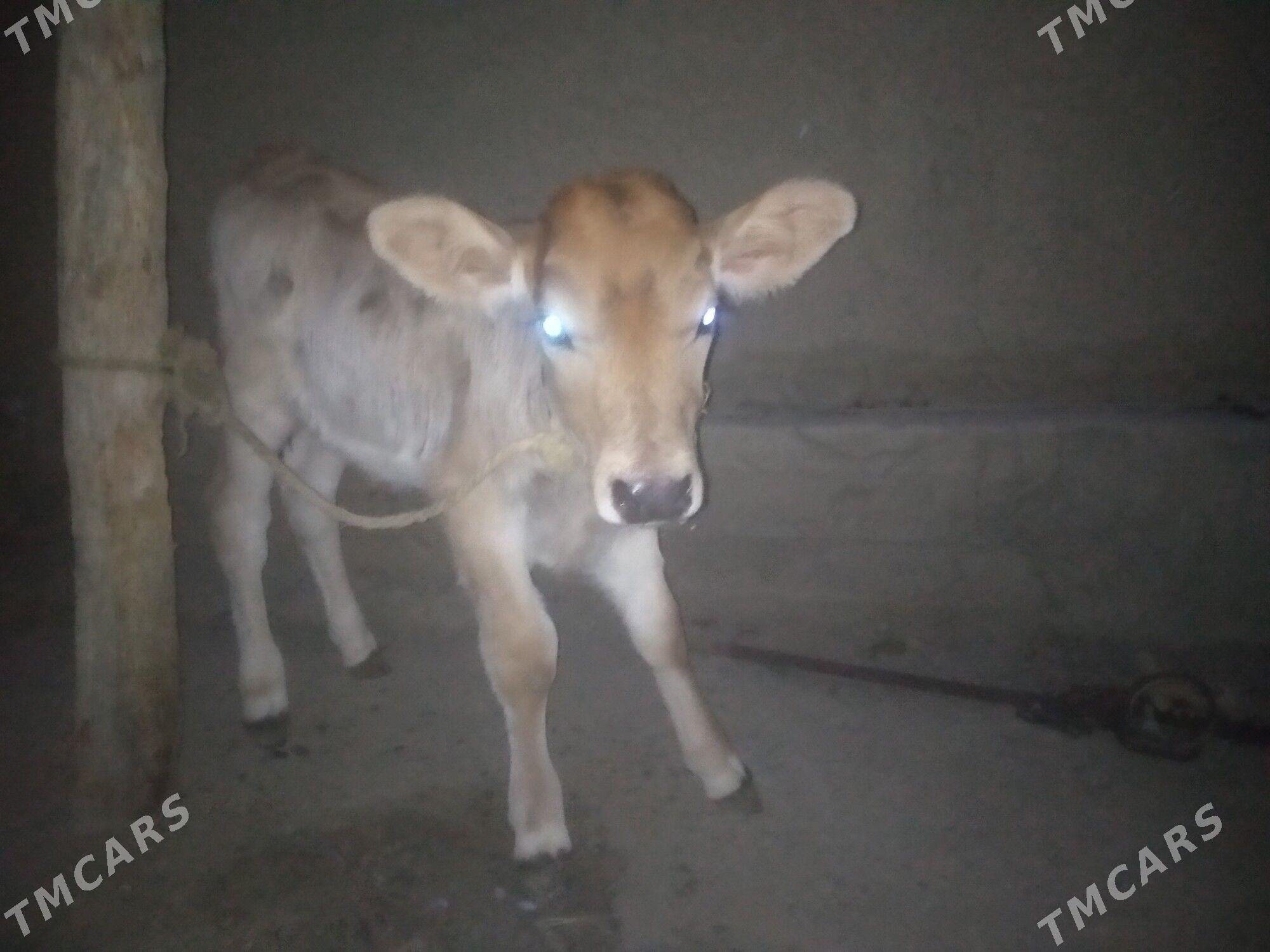 Göleli sygyr - Bäherden - img 2