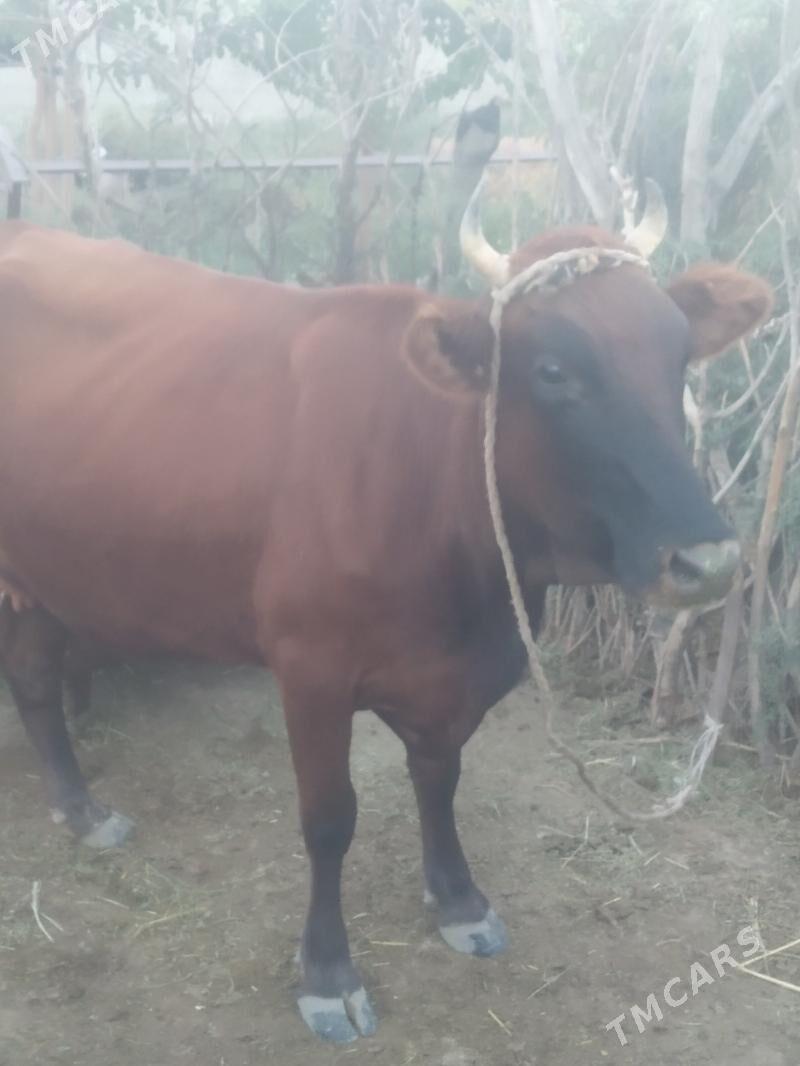 Göleli sygyr - Bäherden - img 1