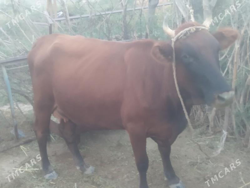 Göleli sygyr - Bäherden - img 4