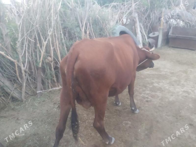 Göleli sygyr - Bäherden - img 3