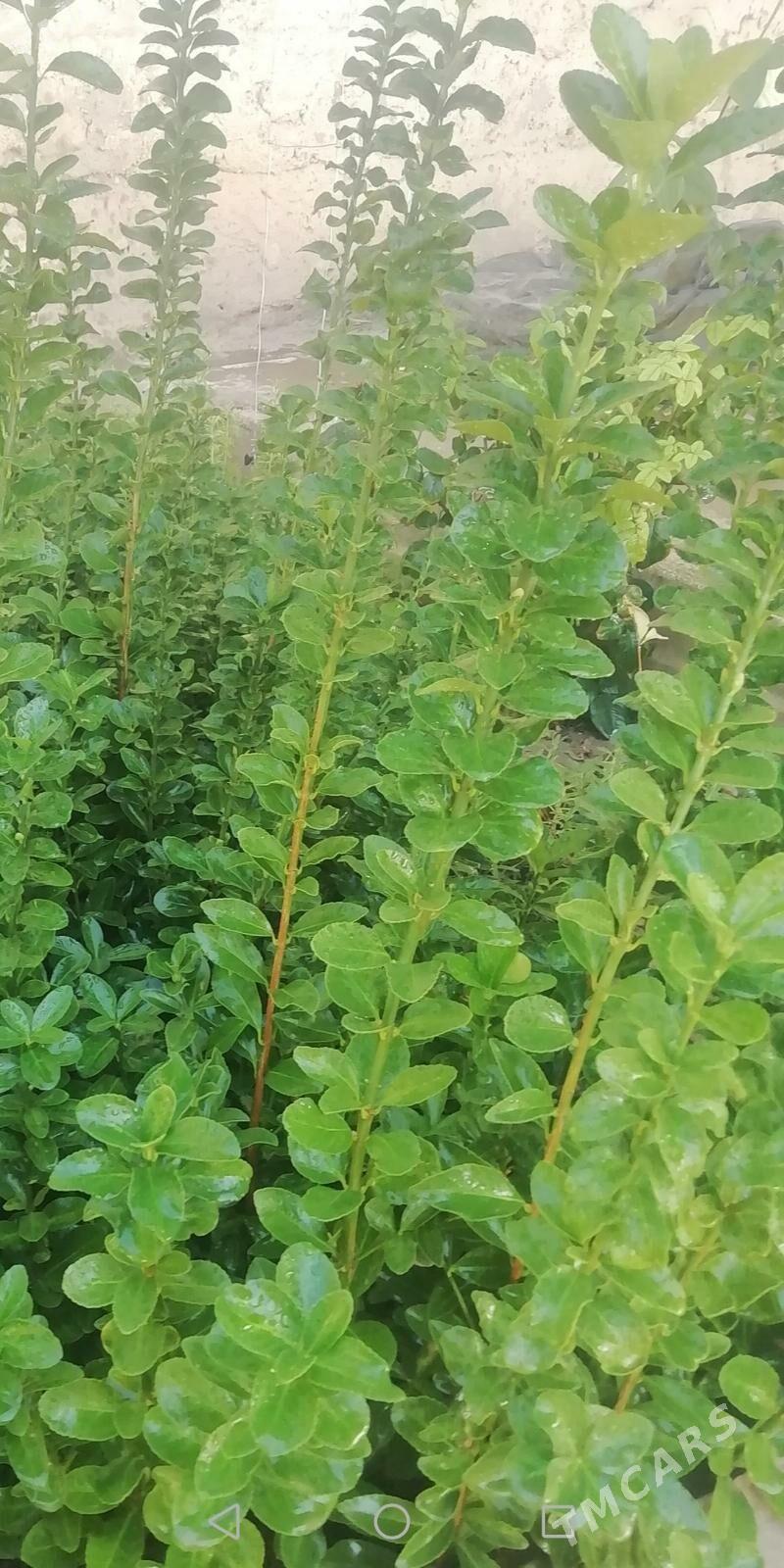 Bereskılet - Balkanabat - img 3