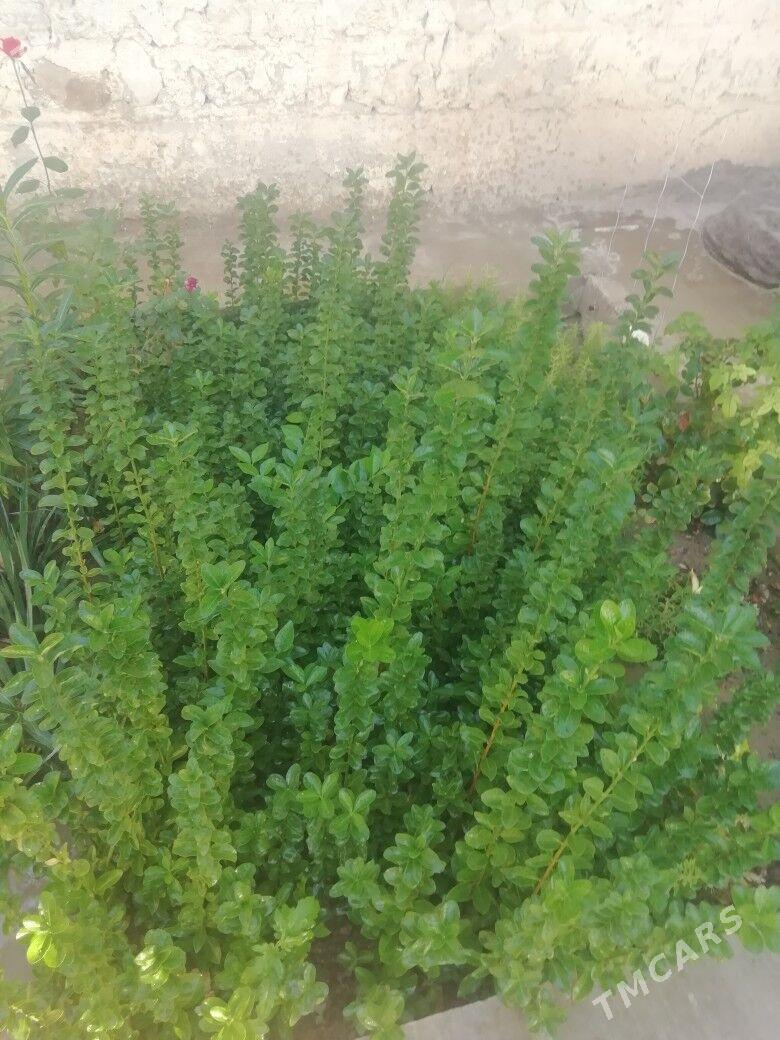 Bereskılet - Balkanabat - img 2