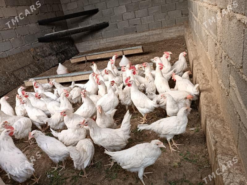 towuk horoztowuk horoz - Änew - img 2