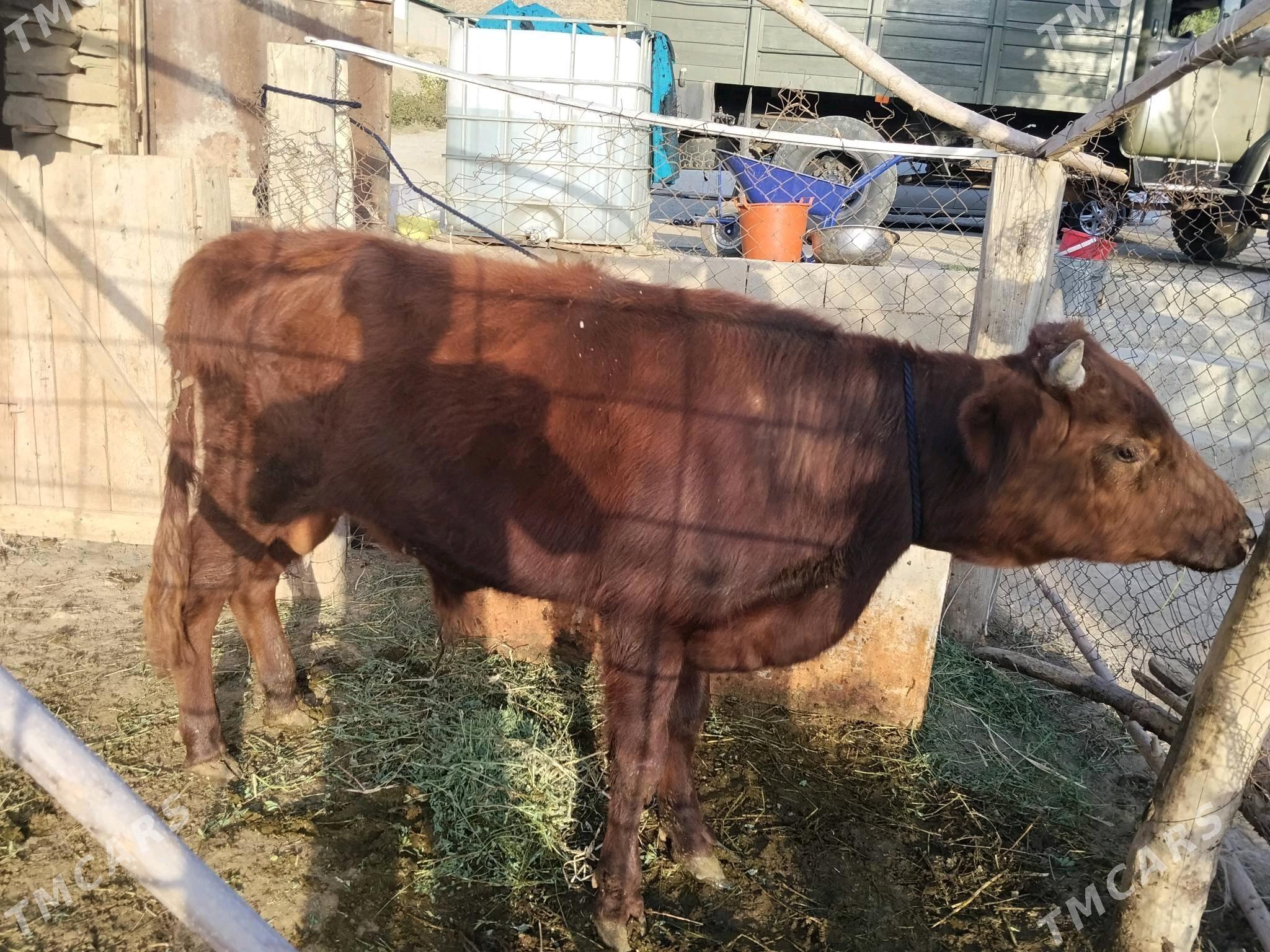 Öküz - Bäherden - img 2