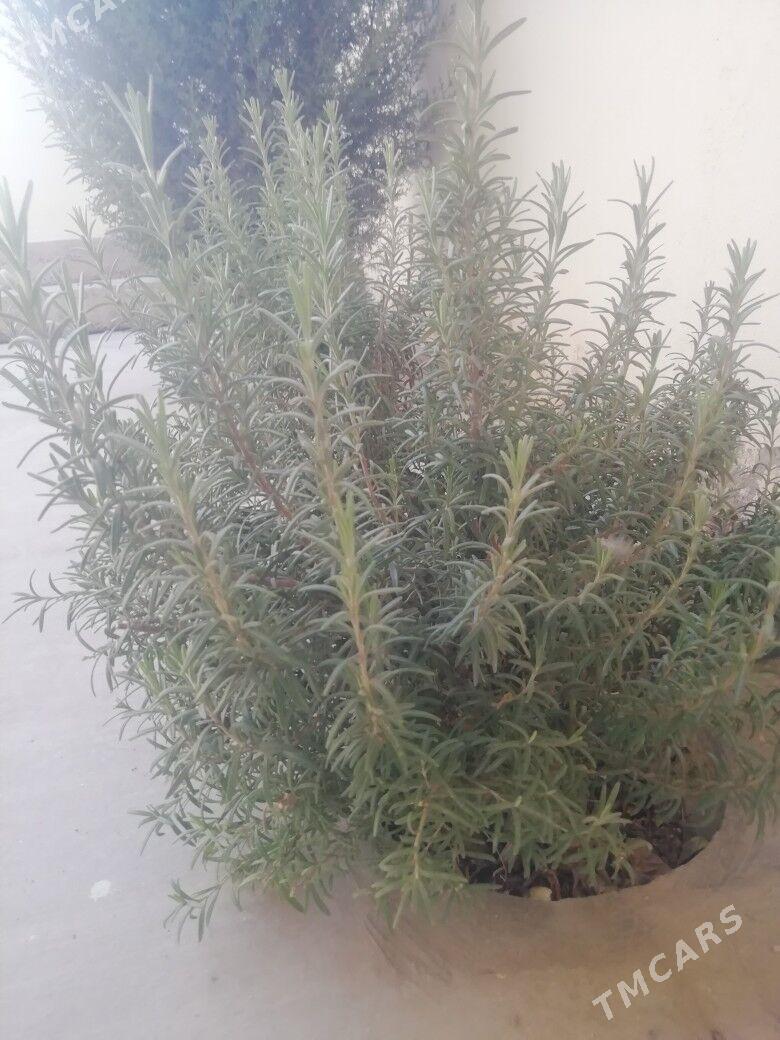 Rozmaryn - Балканабат - img 2