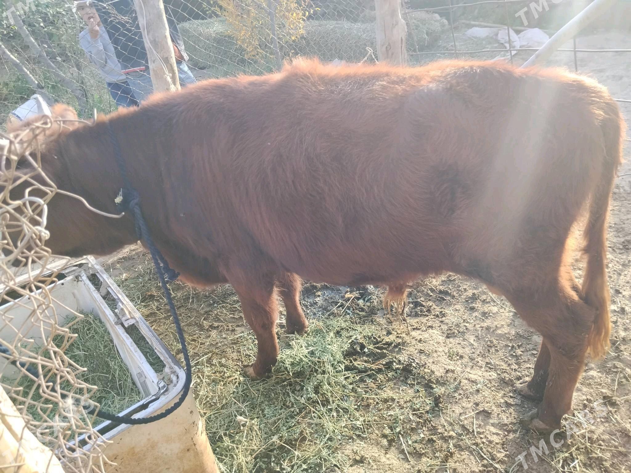 Öküz - Bäherden - img 3