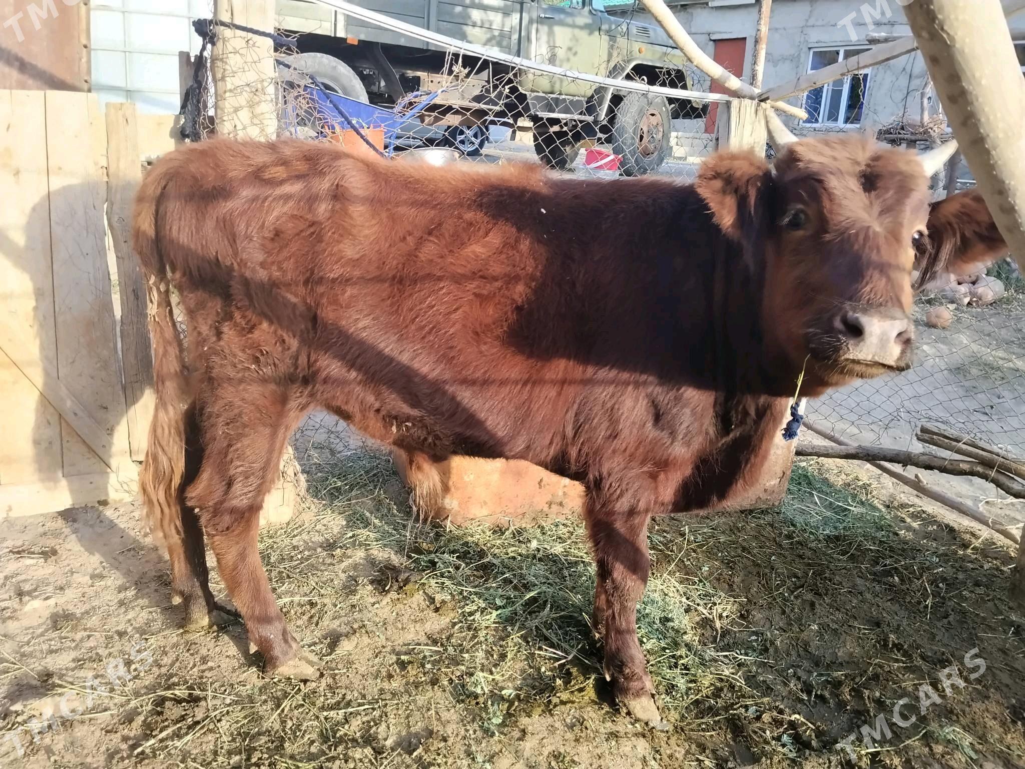 Öküz - Bäherden - img 4