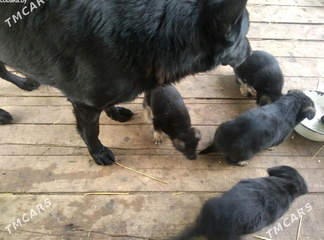 Щенки немецкой овчарки. - Бекреве - img 2