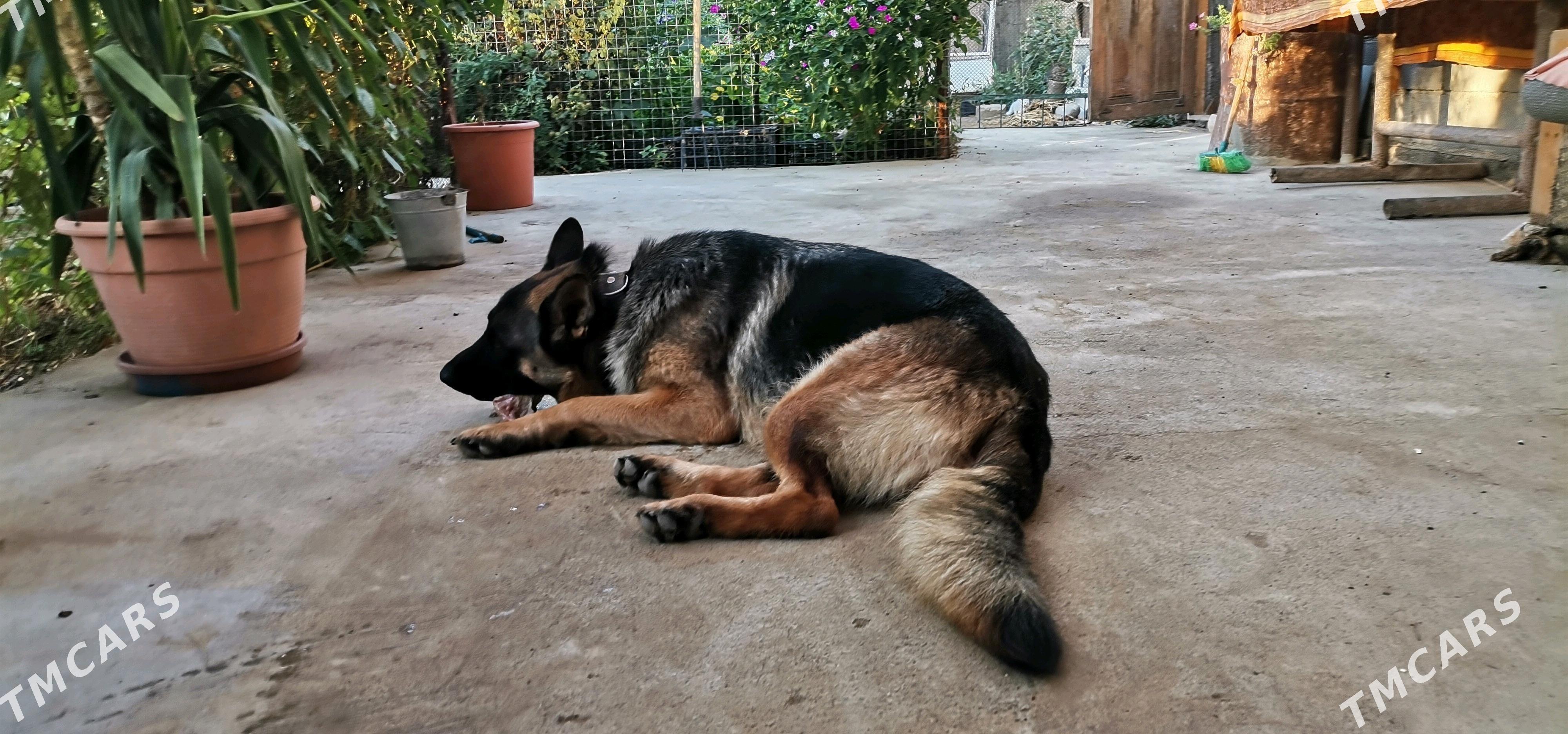 Щенки немецкой овчарки. - Бекреве - img 4