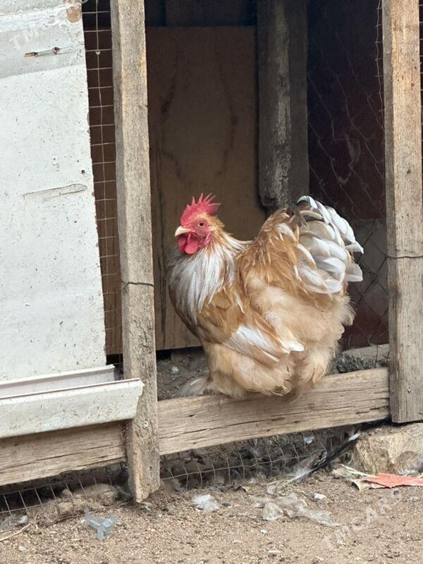 kokinkin - Aşgabat - img 4