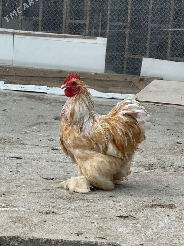 kokinkin - Aşgabat - img 2