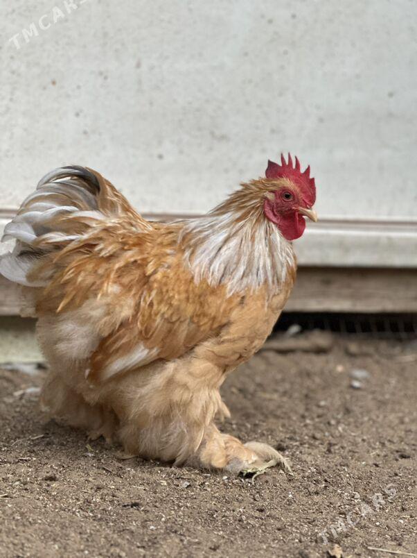 kokinkin - Aşgabat - img 3