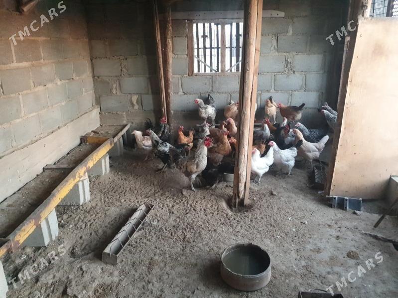 towuk - Gumdag - img 2