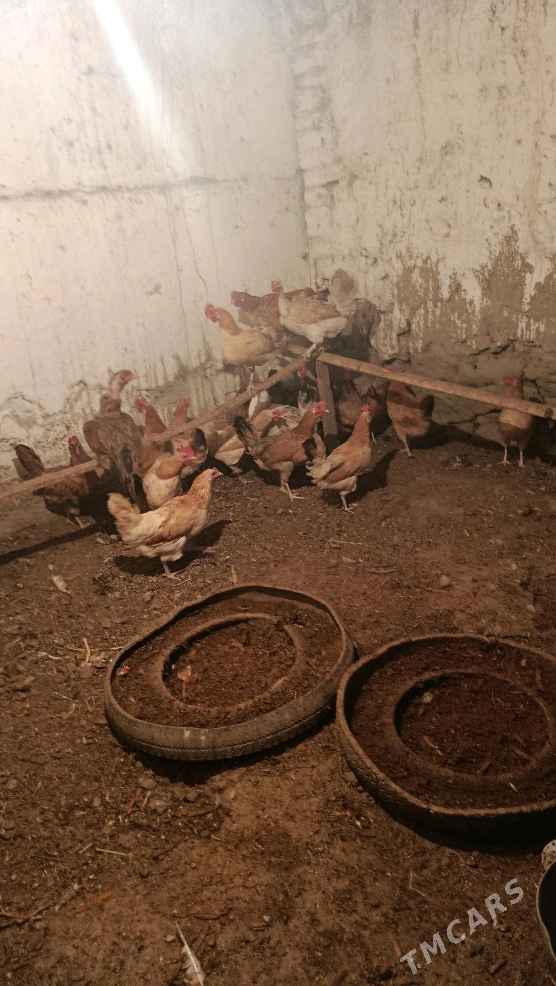 Ýerli sagdyn towuklar satlyk - Bäherden - img 2