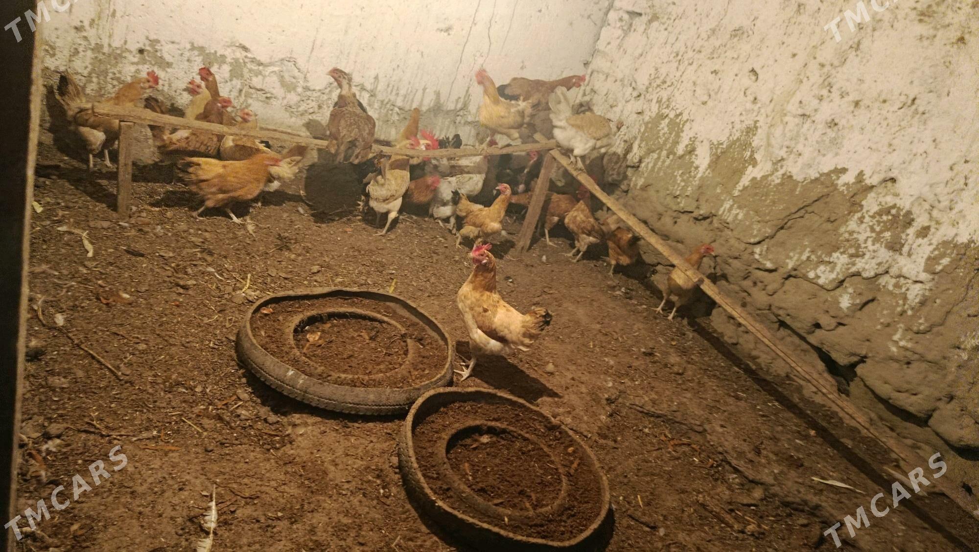 Ýerli sagdyn towuklar satlyk - Bäherden - img 1