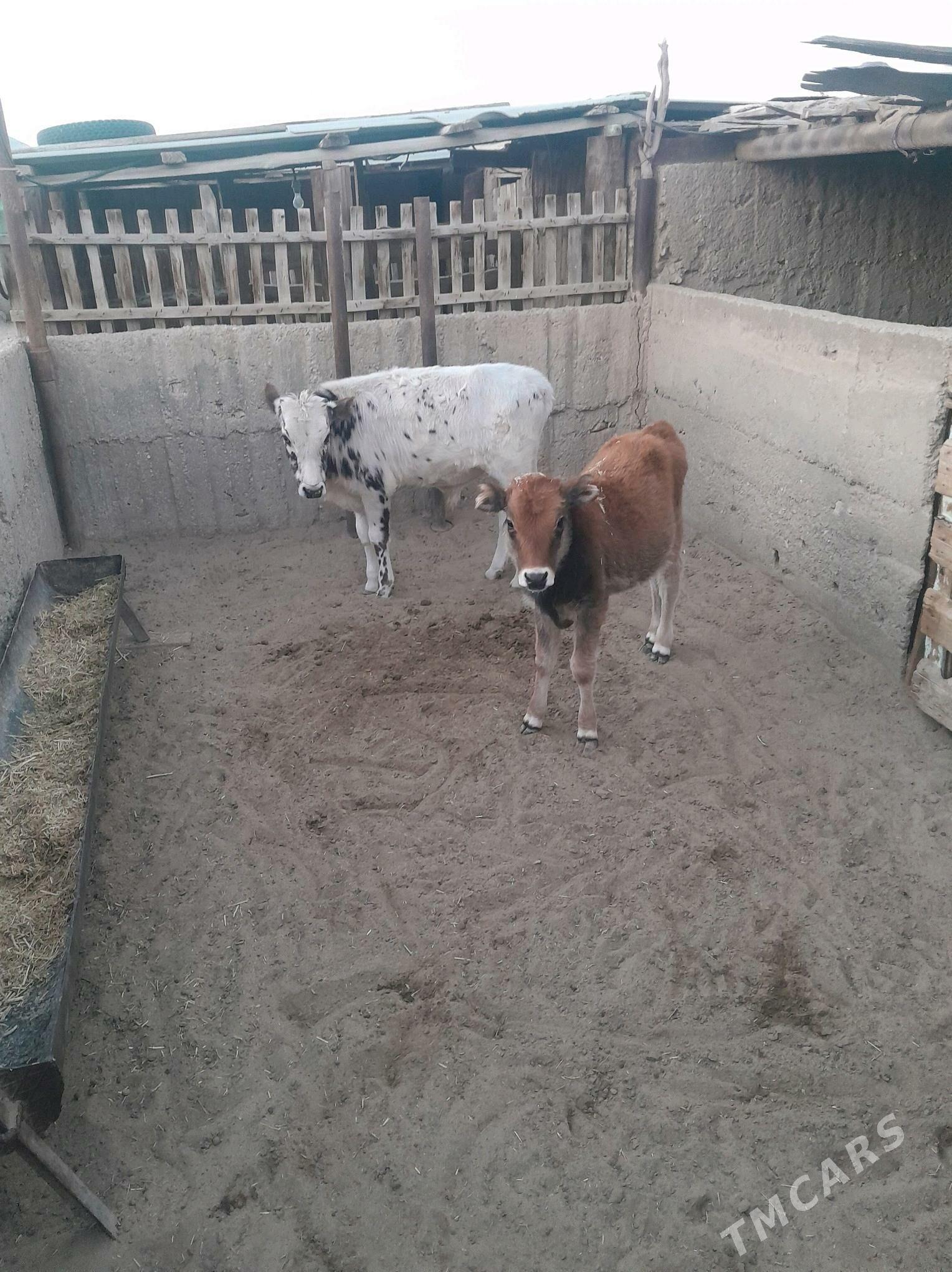 Göleler. - Берекет - img 1