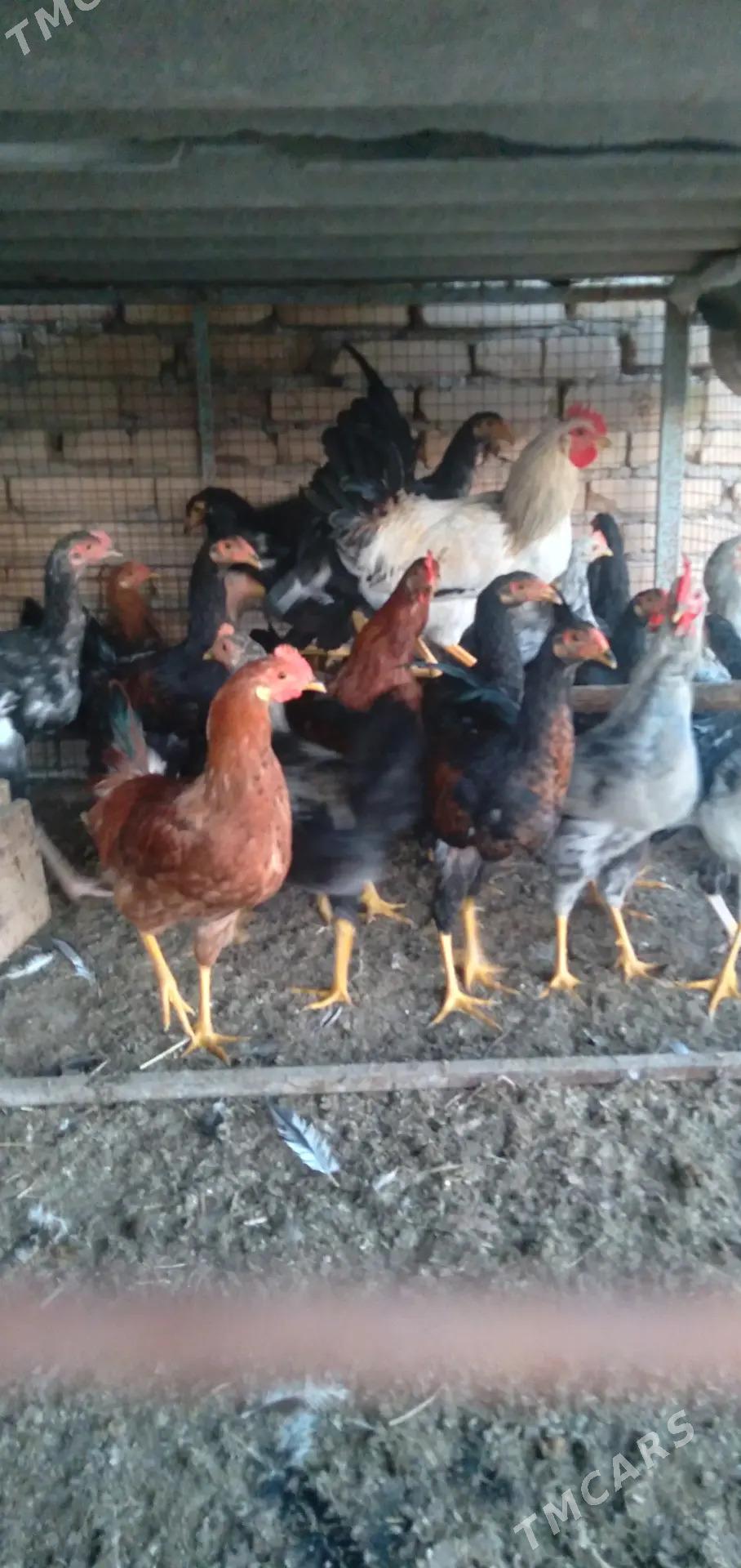 хораз сатлык - Türkmenabat - img 1